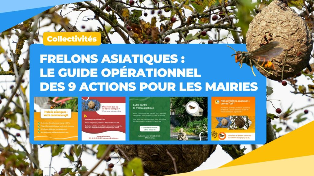 Frelons asiatiques : le guide opérationnel des 9 actions pour les Mairies